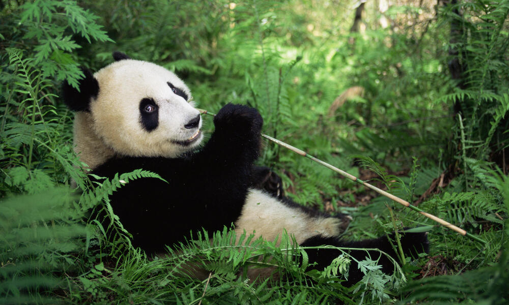 Panda gigante | Historias | Descubre WWF