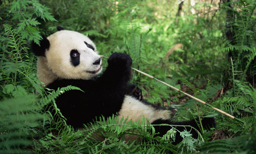 Giant panda eating bamboo