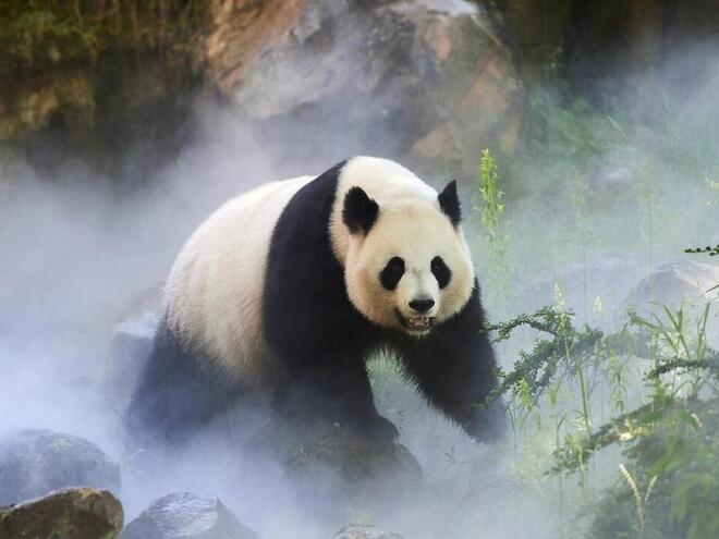 Giant panda standing in enclosure in mist