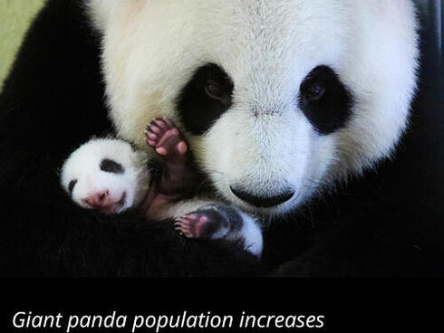 Giant panda population increases