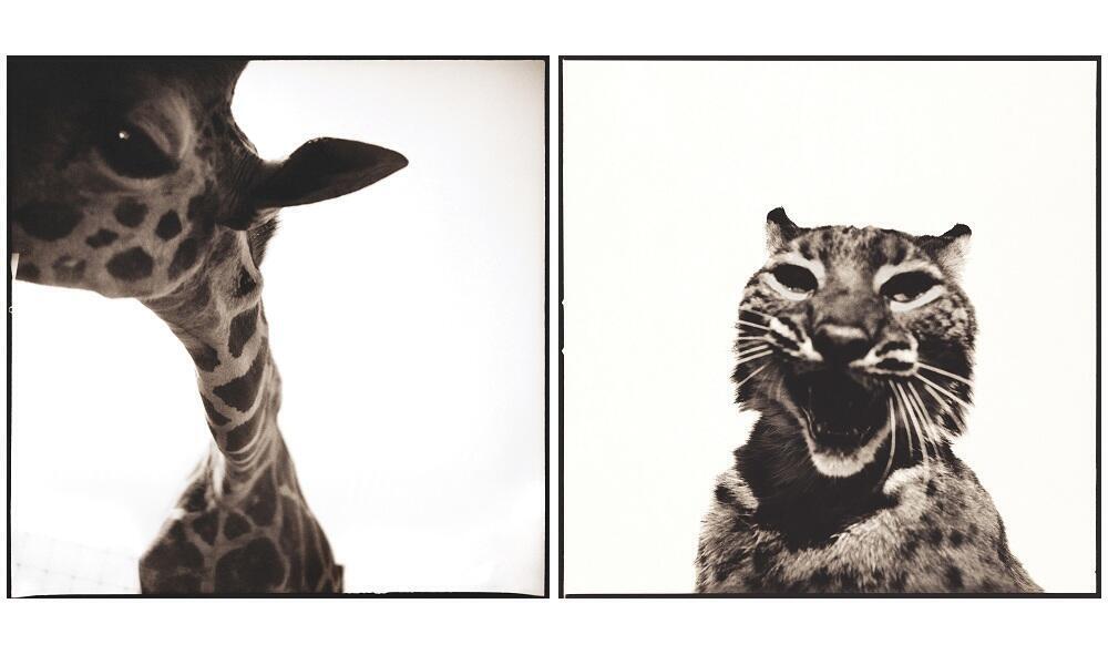 giraffe and bobcat