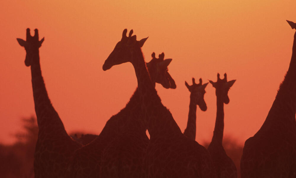 Giraffe herd at sunset