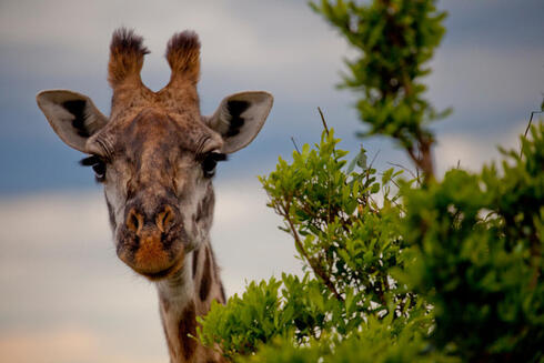 A giraffe (Giraffa camelopardalis)