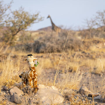 A giraffe plush sits on a rock in the savannah with a real giraffe walking in the distance.