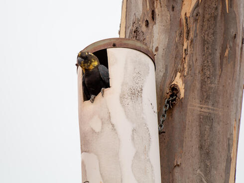 Glossy black cockatoo in an artificial nest box