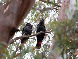 A pair of Kangaroo Island glossy black-cockatoos in unburnt habitat