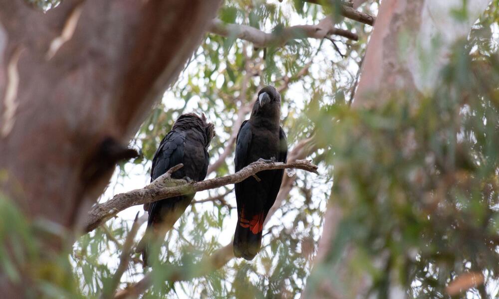 A pair of Kangaroo Island glossy black-cockatoos in unburnt habitat