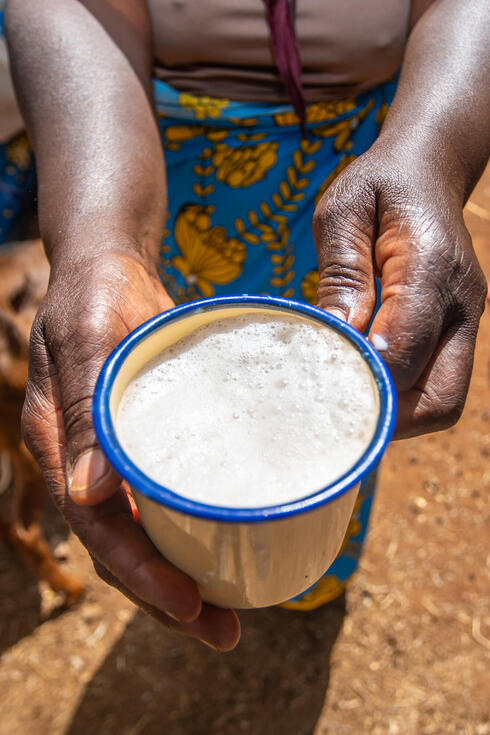 Hands holding a mug of frothy goat milk