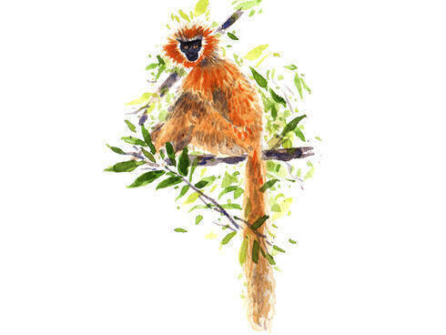 Golden Langur