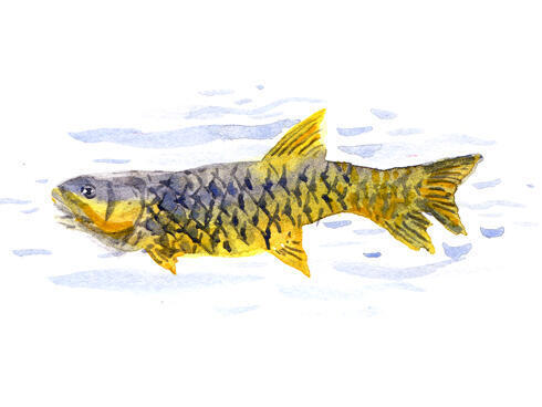 Golden Mahseer