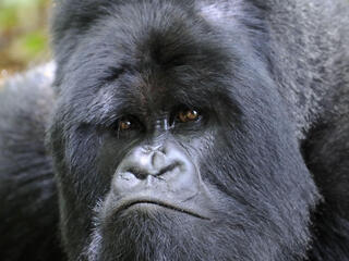 gorilla closeup