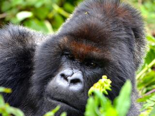 Portrait of gorilla in Bwindi Impenetrable Forest