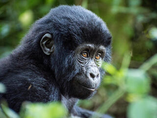 A gorilla looks off into the distance while sitting among greenery