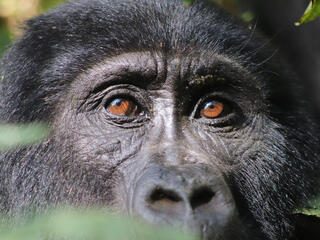 Close up of a gorilla's face