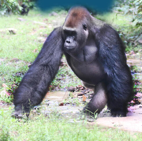A gorilla walking