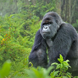 Silverback mountain gorilla in a green jungle