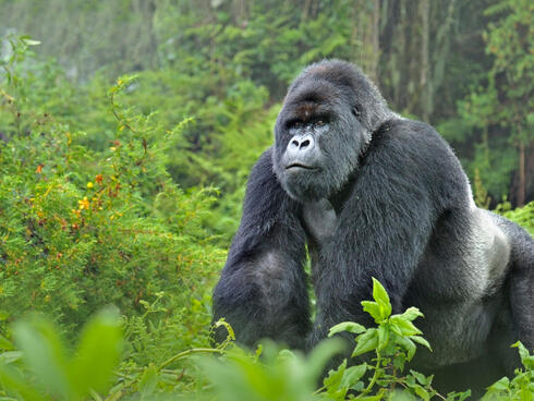 Silverback mountain gorilla in a green jungle