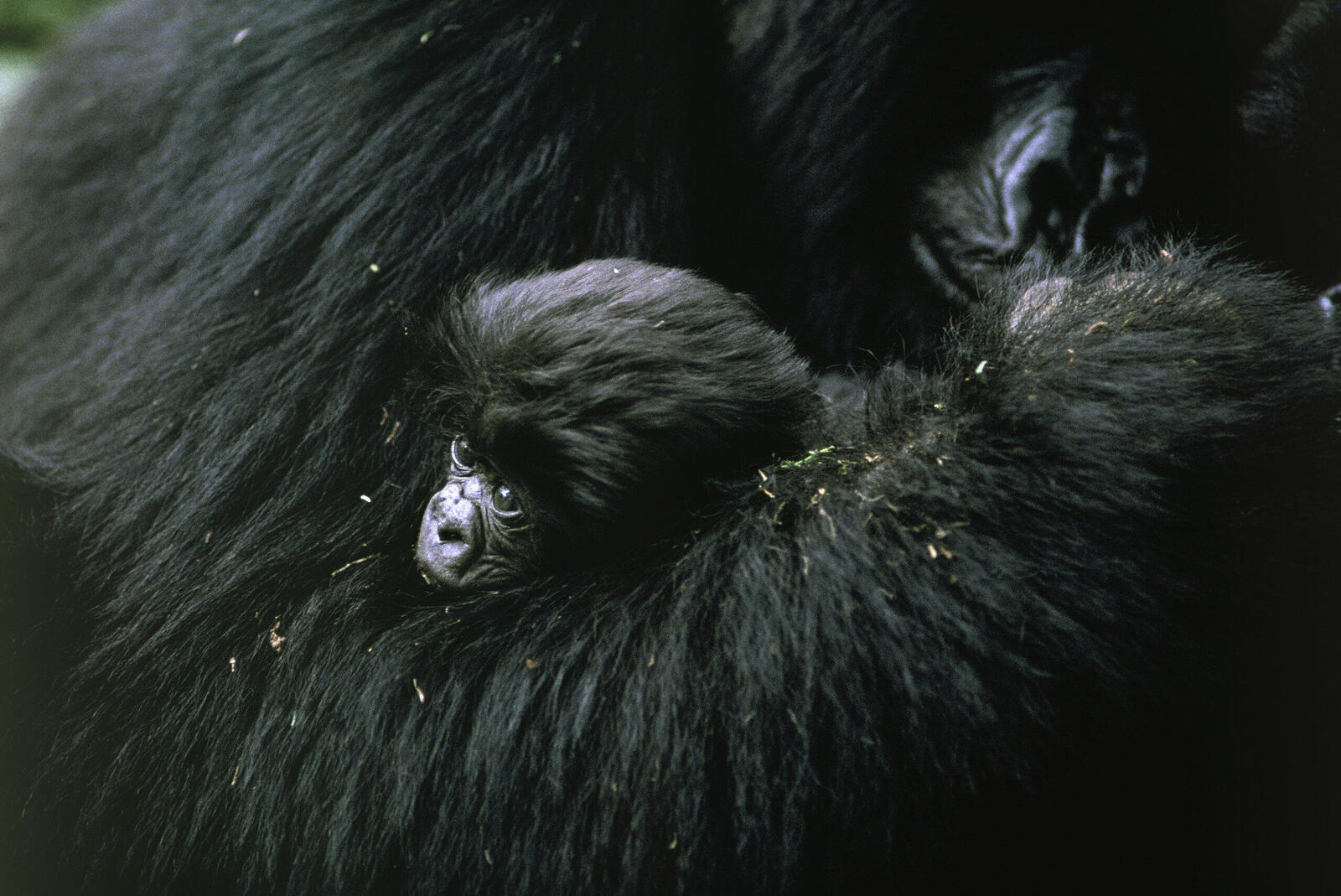 Young gorilla and its mother