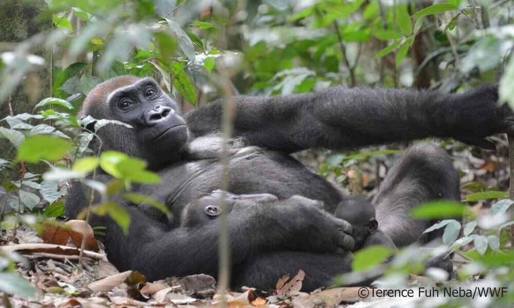 Gorilla mother with her twins