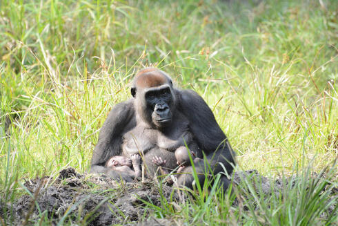 Gorilla Malui with her twins