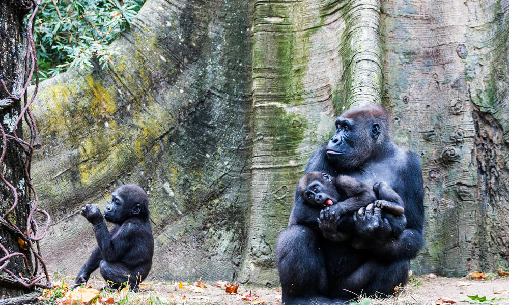 Gorilla and two babies in front of a tree