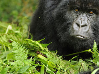 Portrait of a young female gorilla in Rwanda