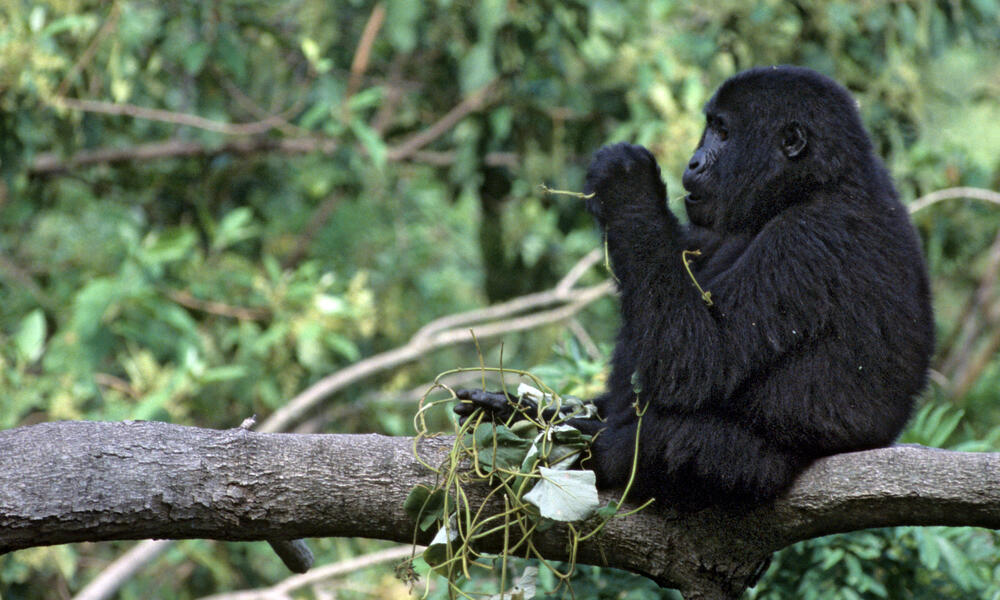 Mountain gorilla  in the Bwinidi Impenetrable Forest in Uganda