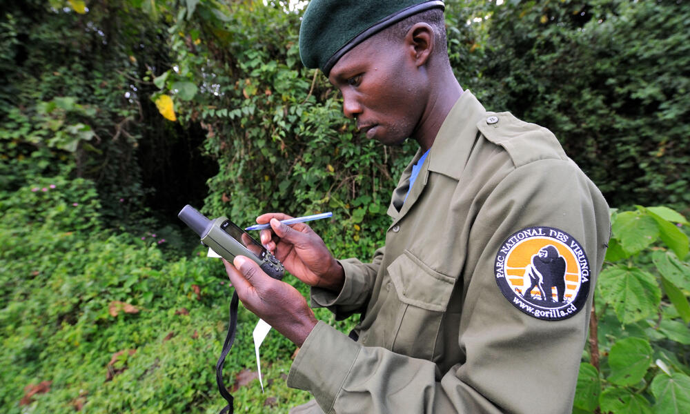 Guard with hand held GPS device for recording gorilla locations