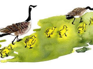 A watercolor illustration of goslings following adult Canada geese 