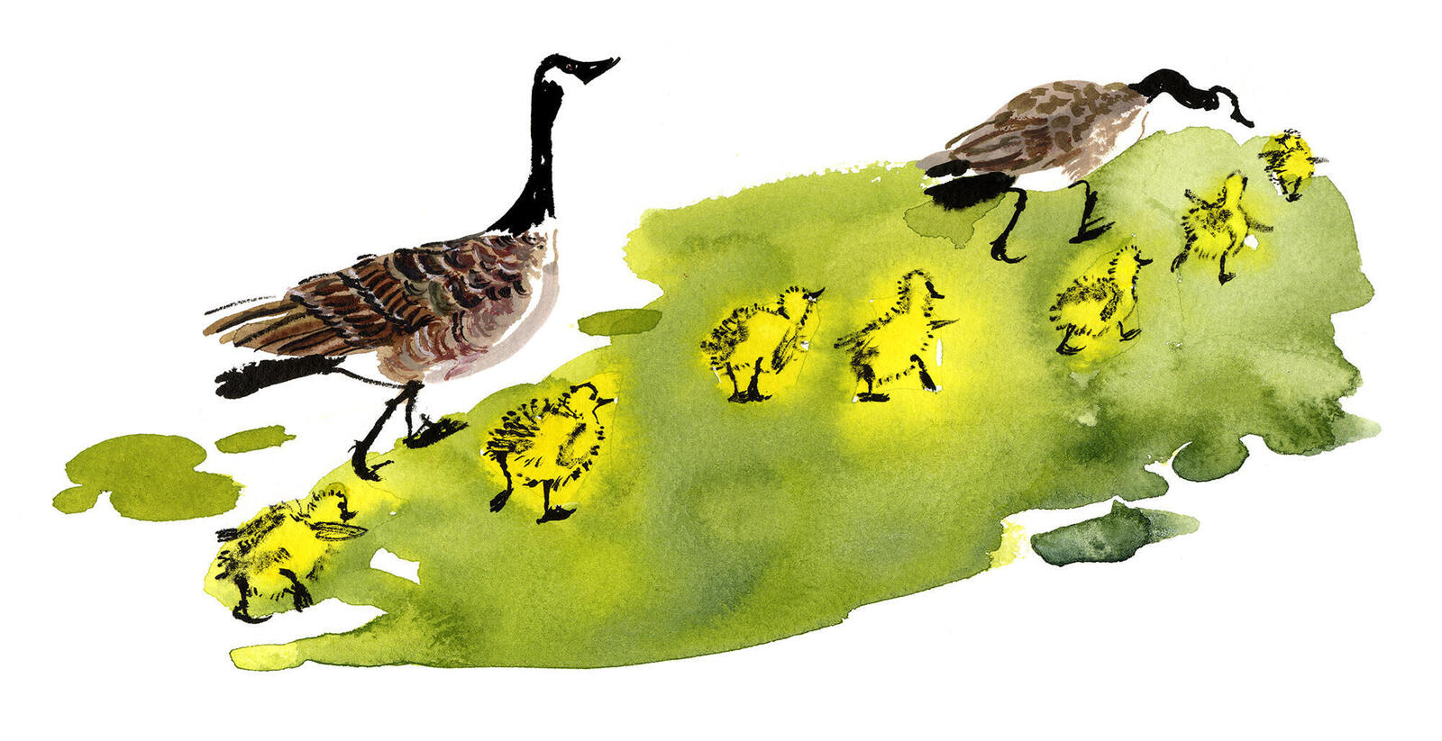 A watercolor illustration of goslings following adult Canada geese 