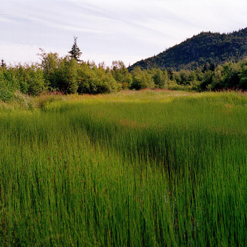 Tall green grass in the foreground with mountains in the background in late afternoon