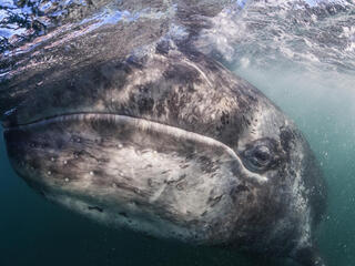 A close-up of a gray whale underwater but near the surface