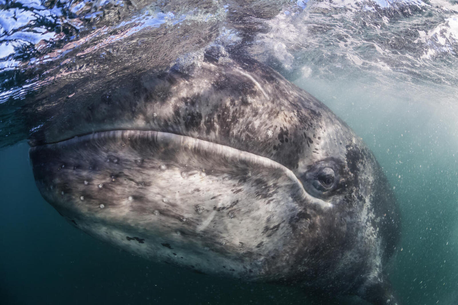 A close-up of a gray whale underwater but near the surface