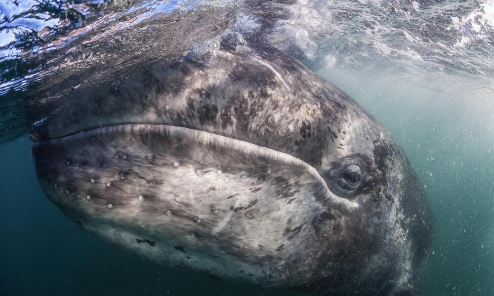 A close-up of a gray whale underwater but near the surface
