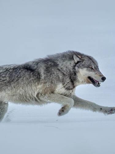 Gray wolf running in the snow in Yellowstone National Park