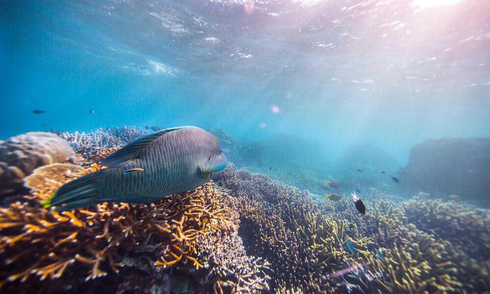 A humphead Maori wrasse on the Great Barrier Reef, Cairns, Australia. The coral is vibrant under the sunny surface. Lots of other small tropical fish swim.