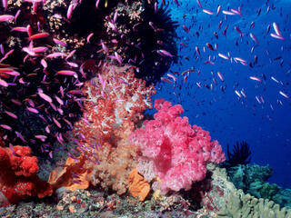vibrant colored fish and coral under the ocean