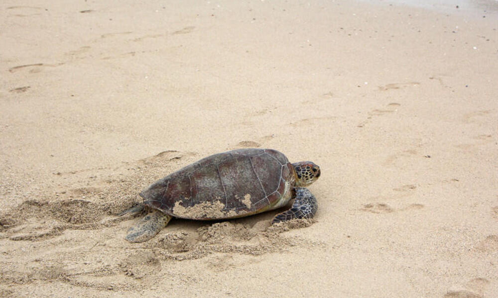 green turtle Great Barrier Reef