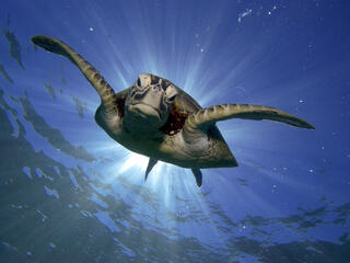 Green turtle swimming in Great Barrier Reef