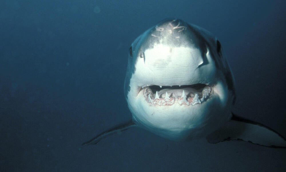 There Is A Reason Why You'll Never See A Great White Shark In An