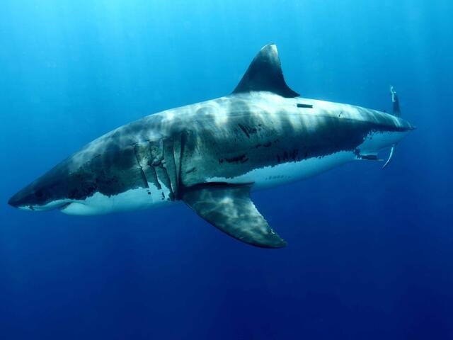 Great White Sharks | Species | WWF