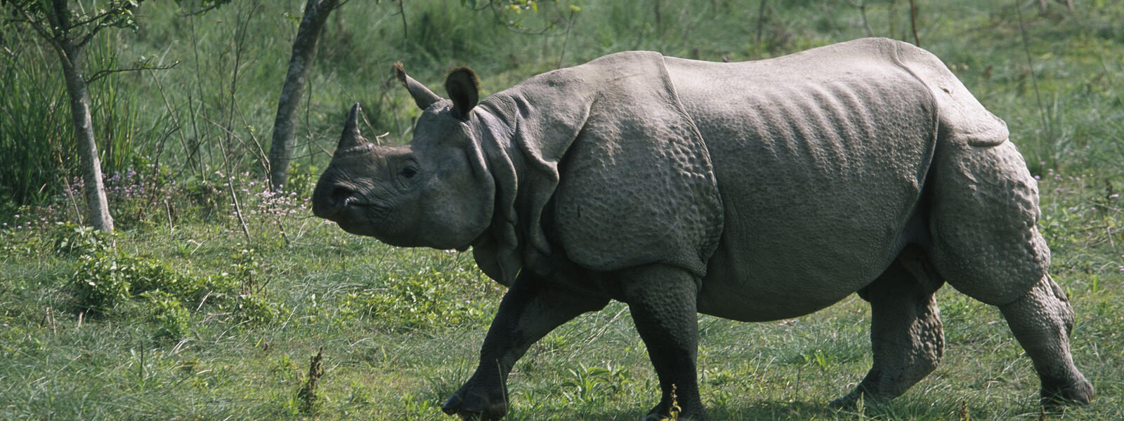 One Horned Rhino (Source: WWF)