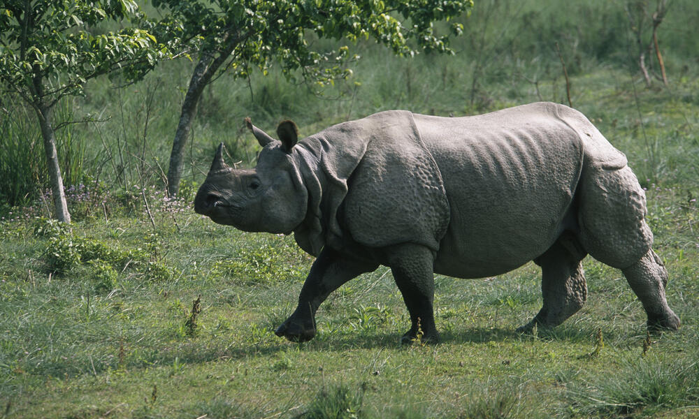 Greater One Horned Rhino