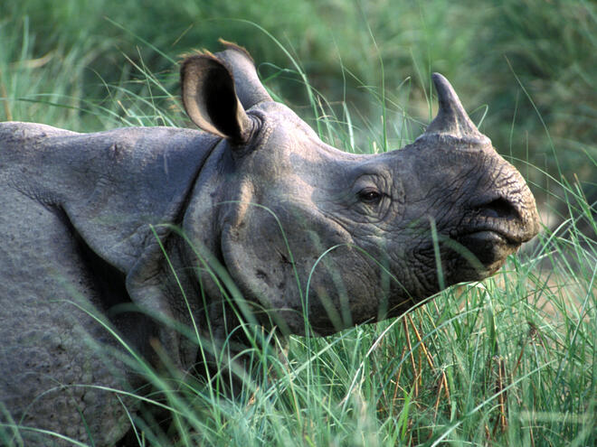 Greater One Horned Rhino 