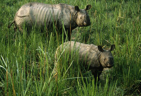 Greater One Horned Rhino 