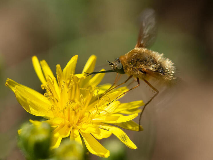 A bee hovers over a flower