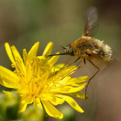 A bee hovers over a flower
