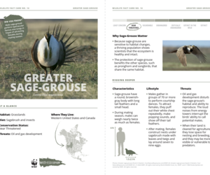 Greater Sage-Grouse