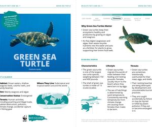 Green Sea Turtle Species Card