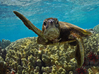 Green sea turtle (Chelonia mydas) swimming, Kona, Hawaii, United States